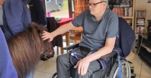 shetland pony at ullswater cottage